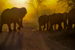 SERENGETI - ELEPHANT SUNSET