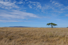 SERENGETI - ACACIA TREE