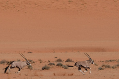 NAMIBIA - TIRASBERG