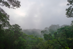 UGANDA - BWINDI FOREST