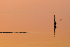 ZIMBABWE  - LAKE KARIBA - CROC