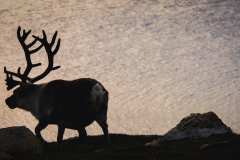 ARCTIC REINDEER