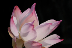 LOTUS FLOWER