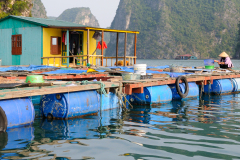 HA LONG BAY LIFE