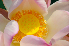 LOTUS FLOWER