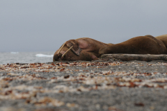 ARTIC - WALRUS