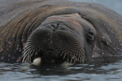 ARTIC - WALRUS