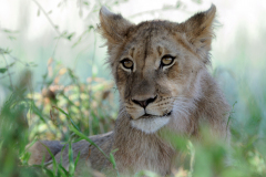 KALAHARI - LIONESS