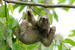 COSTA RICA - SLOTH