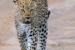 UGANDA - CHEETAH