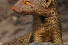 BOTSWANA - MONGOOSE