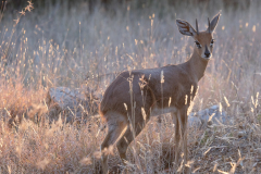 KRUGER - KLIPSPRINGER