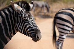 PILANESBERG - ZEBRA
