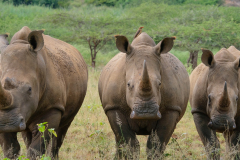 PONGOLA - RHINO TRIO