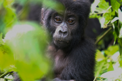 UGANDA - BWUNDI GORILLA