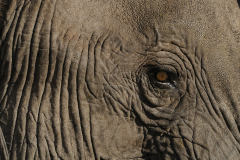 CHOBE - ELEPHANT