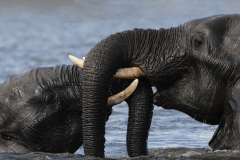 CHOBE - ELEPHANT