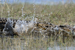CHOBE - CROCODILE