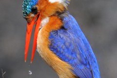 LouCoetzer - Chobe