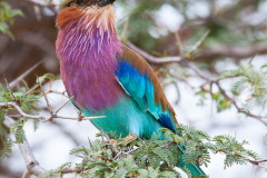 LILAC BREASTED ROLLER