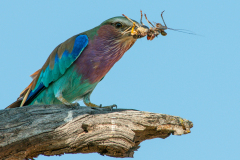 LILAC BREASTED ROLLER