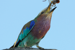 LILAC BREASTED ROLLER