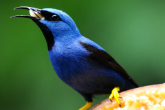 SHINING HONEYCREEPER