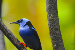 RED LEGGED HONEYCREEPER