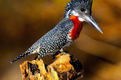 GIANT KINGFISHER