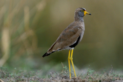 LAPWING