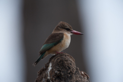 BROWN HOODED KINGFISHER