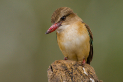 BROWN HOODED KINGFISHER