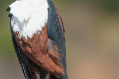 AFRICAN FISH EAGLE