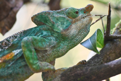 PARSON'S CHAMELEON