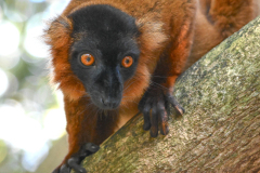 BROWN COLLARED LEMUR