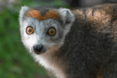 CROWNED LEMUR
