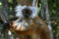 FEMALE BLACK LEMUR