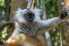 FEMALE BLACK LEMUR