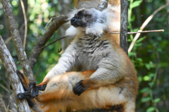 FEMALE BLACK LEMUR