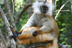 FEMALE BLACK LEMUR