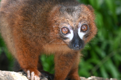 BROWN LEMUR