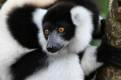 BLACK & WHITE  RUFFED LEMUR