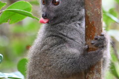 BAMBOO LEMUR