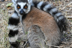 RING-TAILED LEMUR
