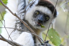 VERREAUX’S SIFAKA