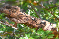 OUSTALET'S CHAMELEON