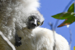 VERREAUX’S SIFAKA
