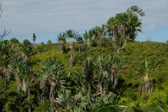 RAVINALA - TRAVELLERS TREE
