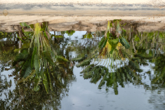 TRAVELLERS TREE REFLECTIONS