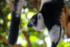 BLACK & WHITE  RUFFED LEMUR